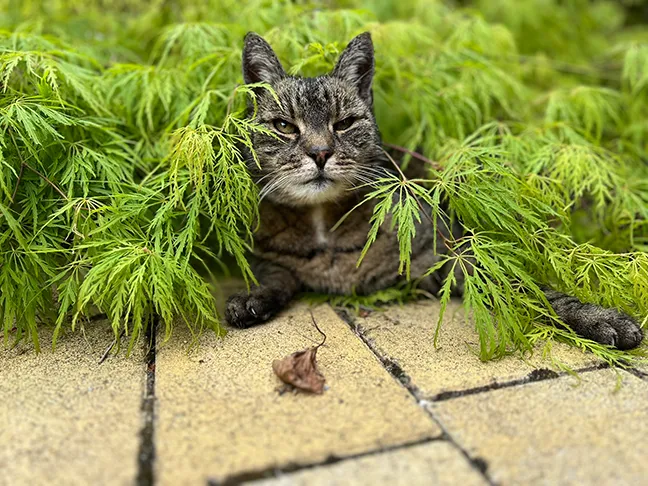 Katze mit Pflanzen