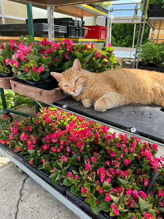 Katze mit Gartenpflanzen