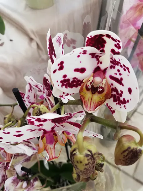 Orchidee