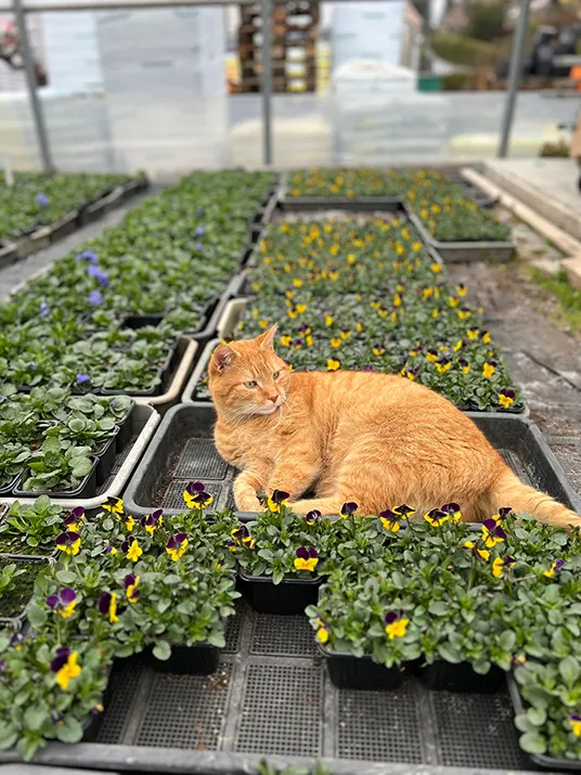 Katze & Gartenpflanzen